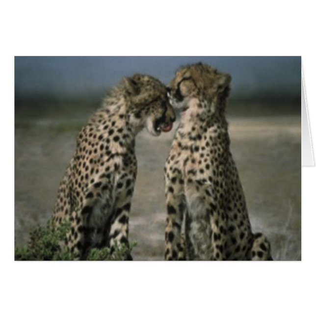 Cheetah friends (Front Horizontal)