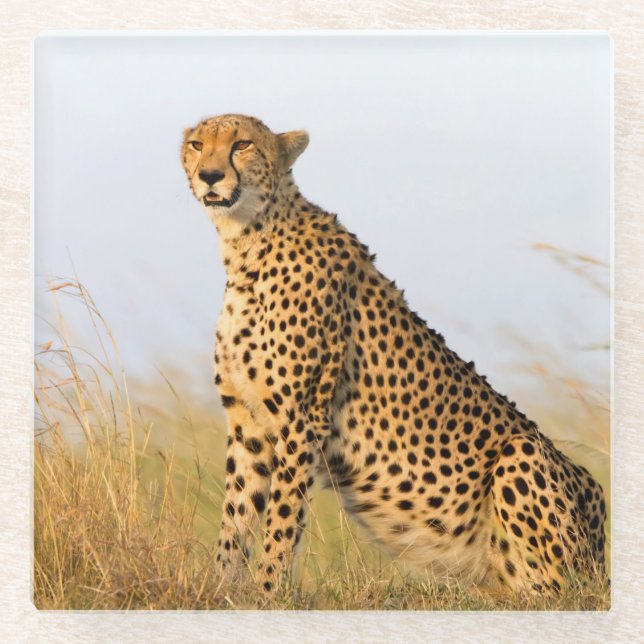 Cheetah Glass Coaster (Front)