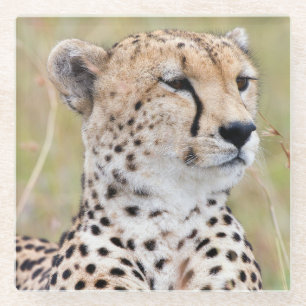 Cheetah Glass Coaster