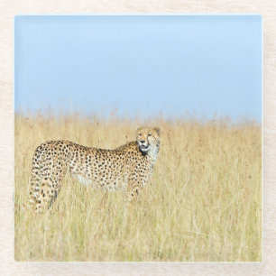 Cheetah Glass Coaster