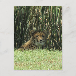 cheetah grass postcard