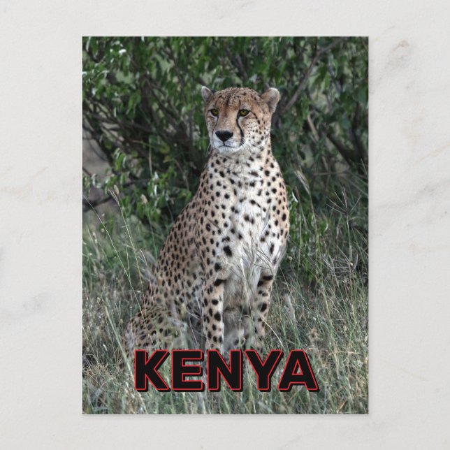 Cheetah In Kenya Postcard (Front)