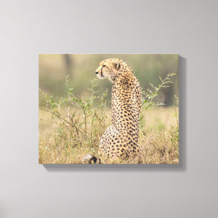 Cheetah in Natural Setting Wrapped Canvas Print