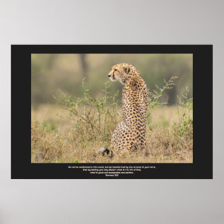 Cheetah In Quiet Contemplation Personalise Text Poster
