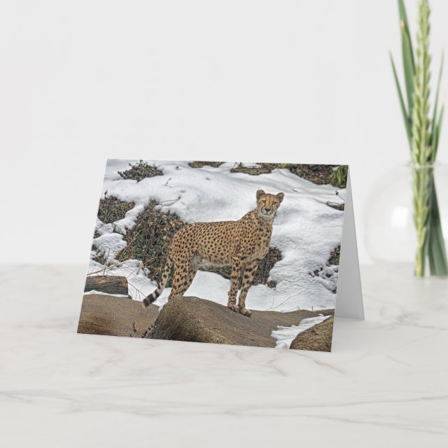 Cheetah in Snow Card (Front)