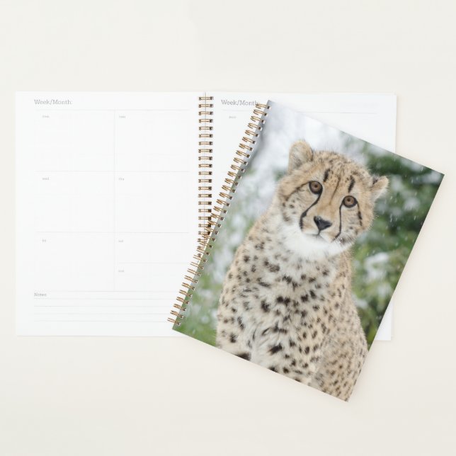 Cheetah in Snow Planner (Display)