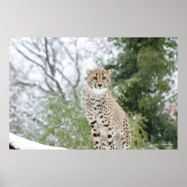 Cheetah in Snow Poster (Front)