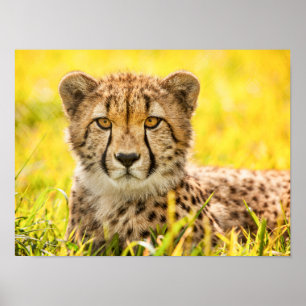 Cheetah in the Grass Poster