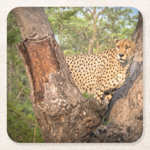 Cheetah in Tree Coasters