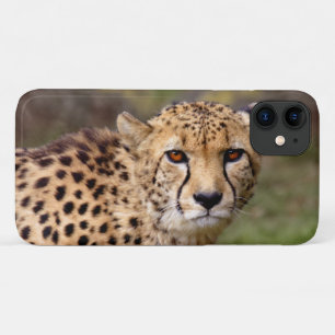 Cheetah iPhone 11 Case