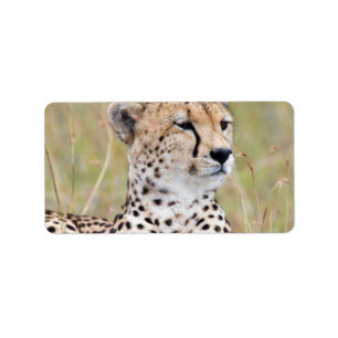 Cheetah Label
