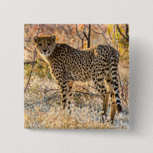 Cheetah Looking Around 15 Cm Square Badge