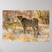 Cheetah Looking Around