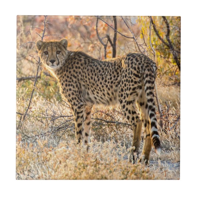 Cheetah Looking Around Tile (Front)