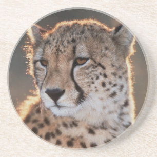 Cheetah looking away coaster