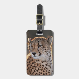Cheetah looking away luggage tag