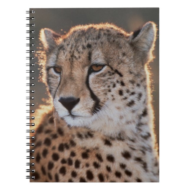 Cheetah looking away spiral notebook (Front)