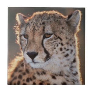 Cheetah looking away tile