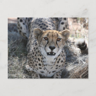 Cheetah Looking Up At You Postcard