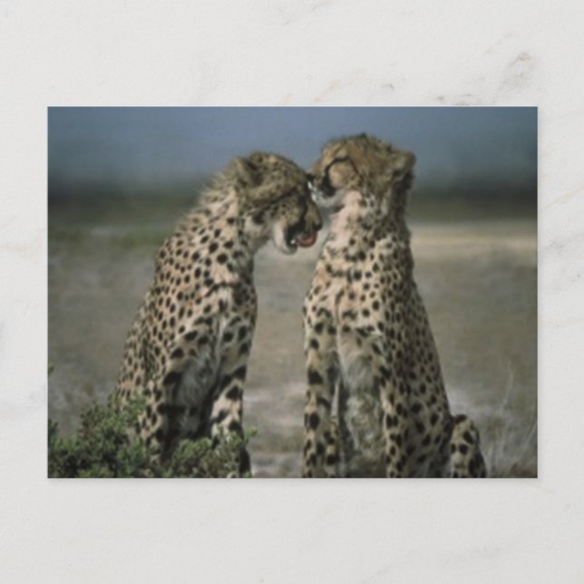 Cheetah Love Postcard (Front)