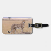 Cheetah