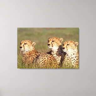 Cheetah Lying In Grass, Ngorongoro Conservation Canvas Print