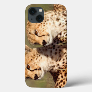 Cheetah Lying In Grass, Ngorongoro Conservation iPhone 13 Case