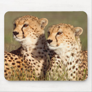 Cheetah Lying In Grass, Ngorongoro Conservation Mouse Pad