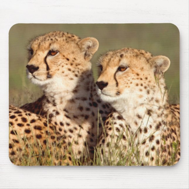 Cheetah Lying In Grass, Ngorongoro Conservation Mouse Pad (Front)