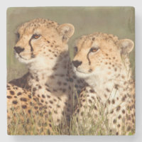 Cheetah Lying In Grass, Ngorongoro Conservation