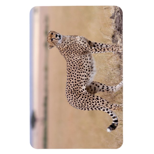 Cheetah Magnet (Vertical)