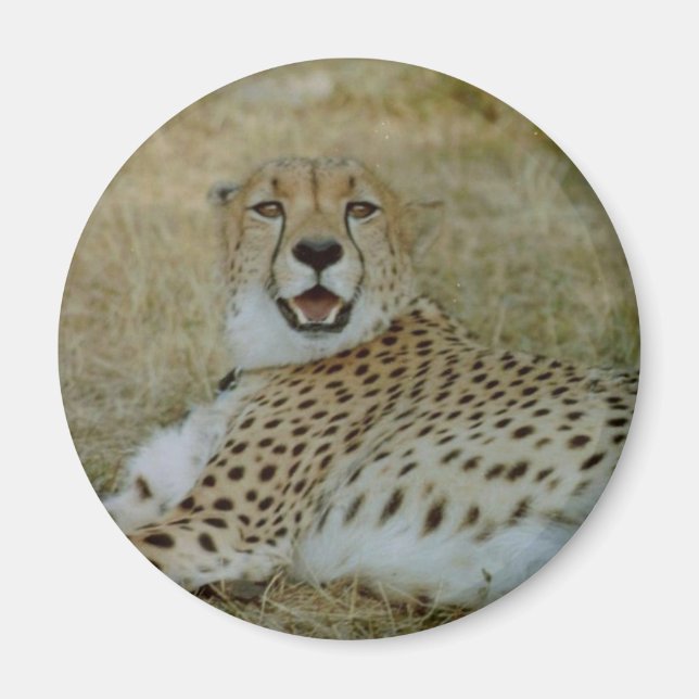 Cheetah Magnet (Front)
