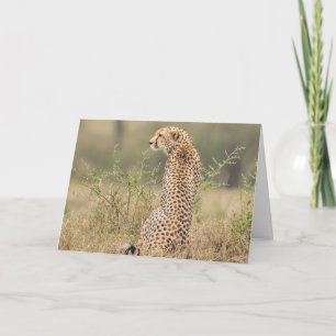 Cheetah Natural Setting Personalise Text Signature Card