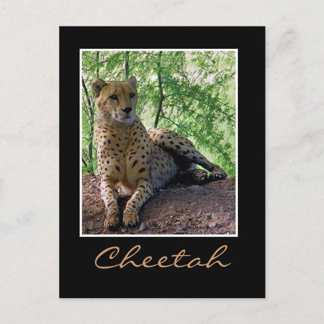 Cheetah on a rock postcard (Front)