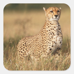 Cheetah on small mound for better visibility square sticker