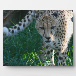 Cheetah on the Hunt Plaque