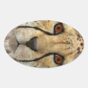 Cheetah Oval Sticker