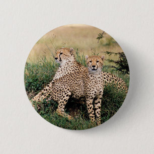Cheetah Pair 6 Cm Round Badge