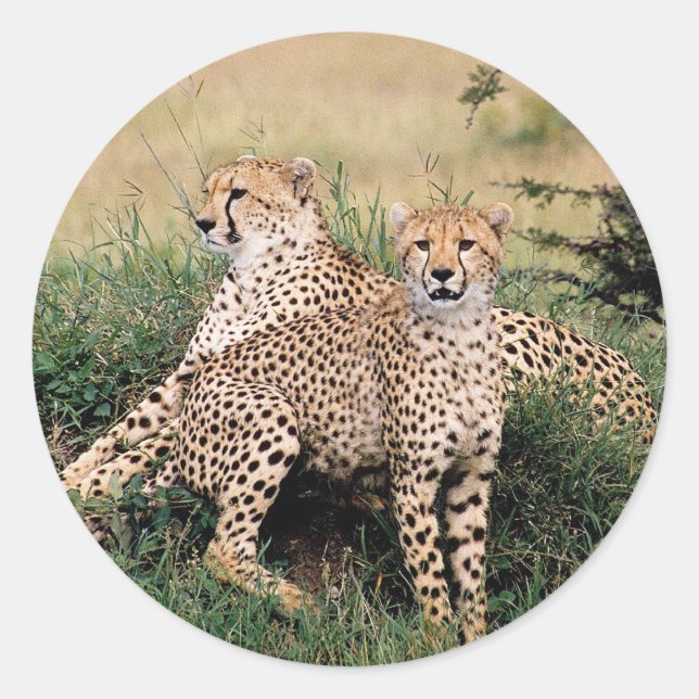 Cheetah Pair Classic Round Sticker (Front)