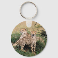 Cheetah Pair