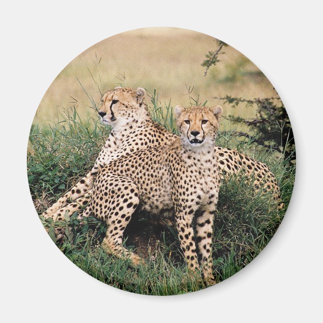 Cheetah Pair Magnet (Front)