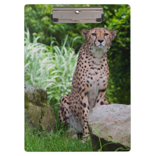 Cheetah Photo Clipboard