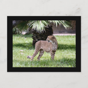 Cheetah Photo Postcard