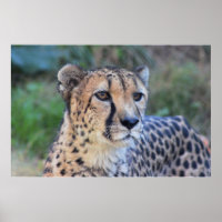 Cheetah Photo