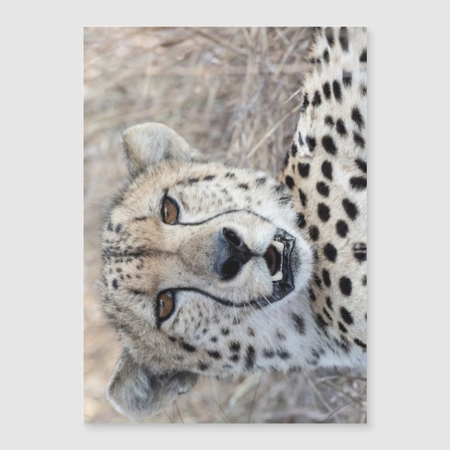 Cheetah Portrait (Front)