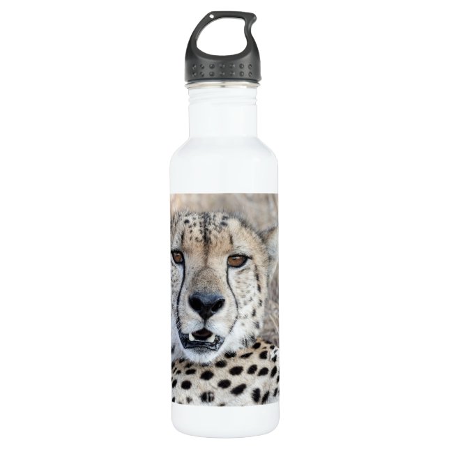 Cheetah Portrait 710 Ml Water Bottle (Front)