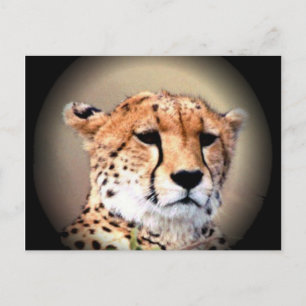 Cheetah Portrait by Full Moon: Nature's Grace Postcard