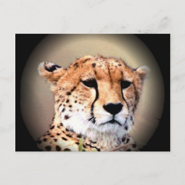 Cheetah Portrait by Full Moon: Nature's Grace Postcard (Front)
