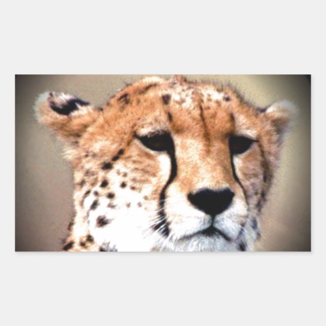 Cheetah Portrait by Full Moon: Nature's Grace Rectangular Sticker (Front)