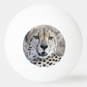 Cheetah Portrait Ping Pong Ball